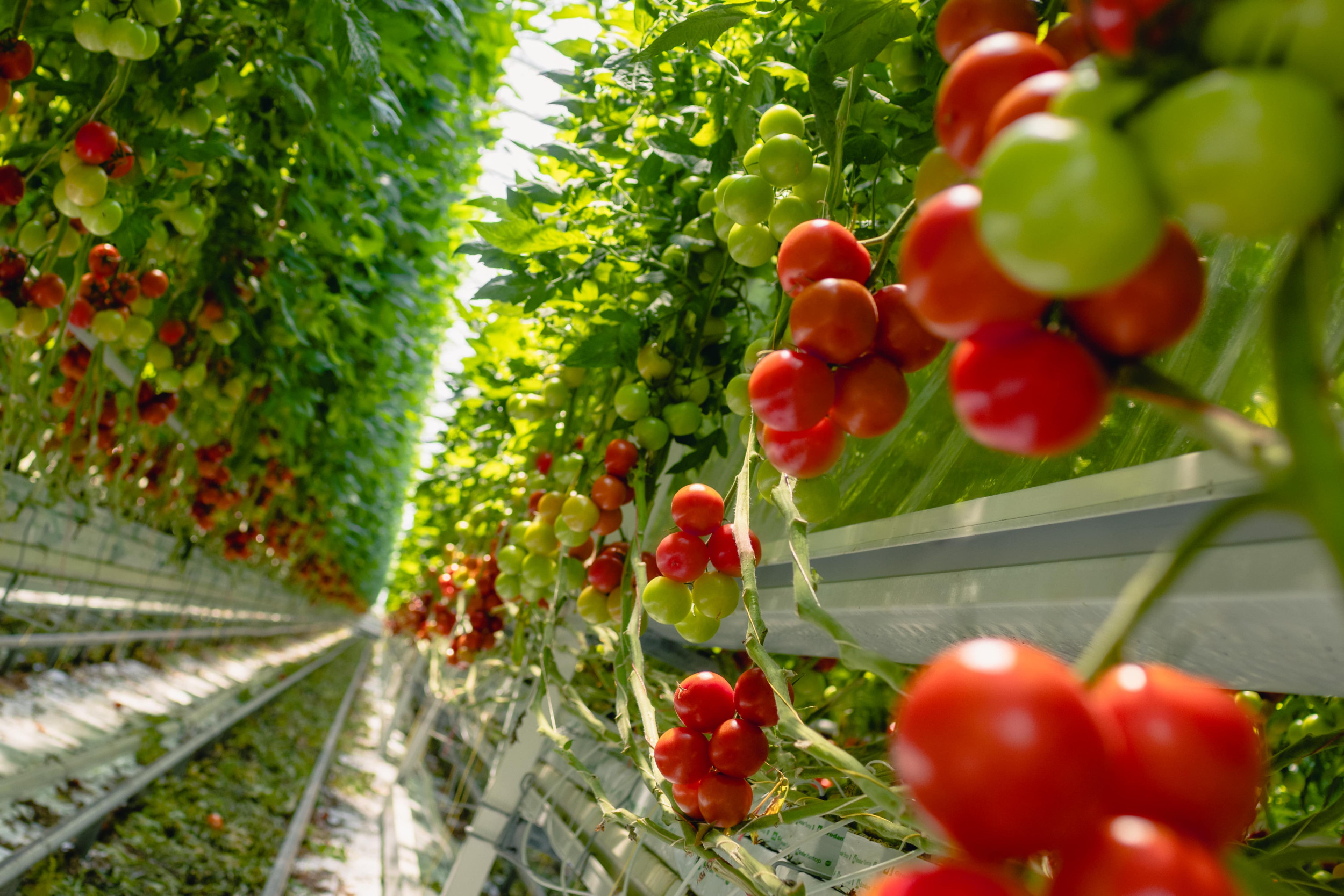 15 years of sustainability with Duijvestijn Tomatoes and SchermNed