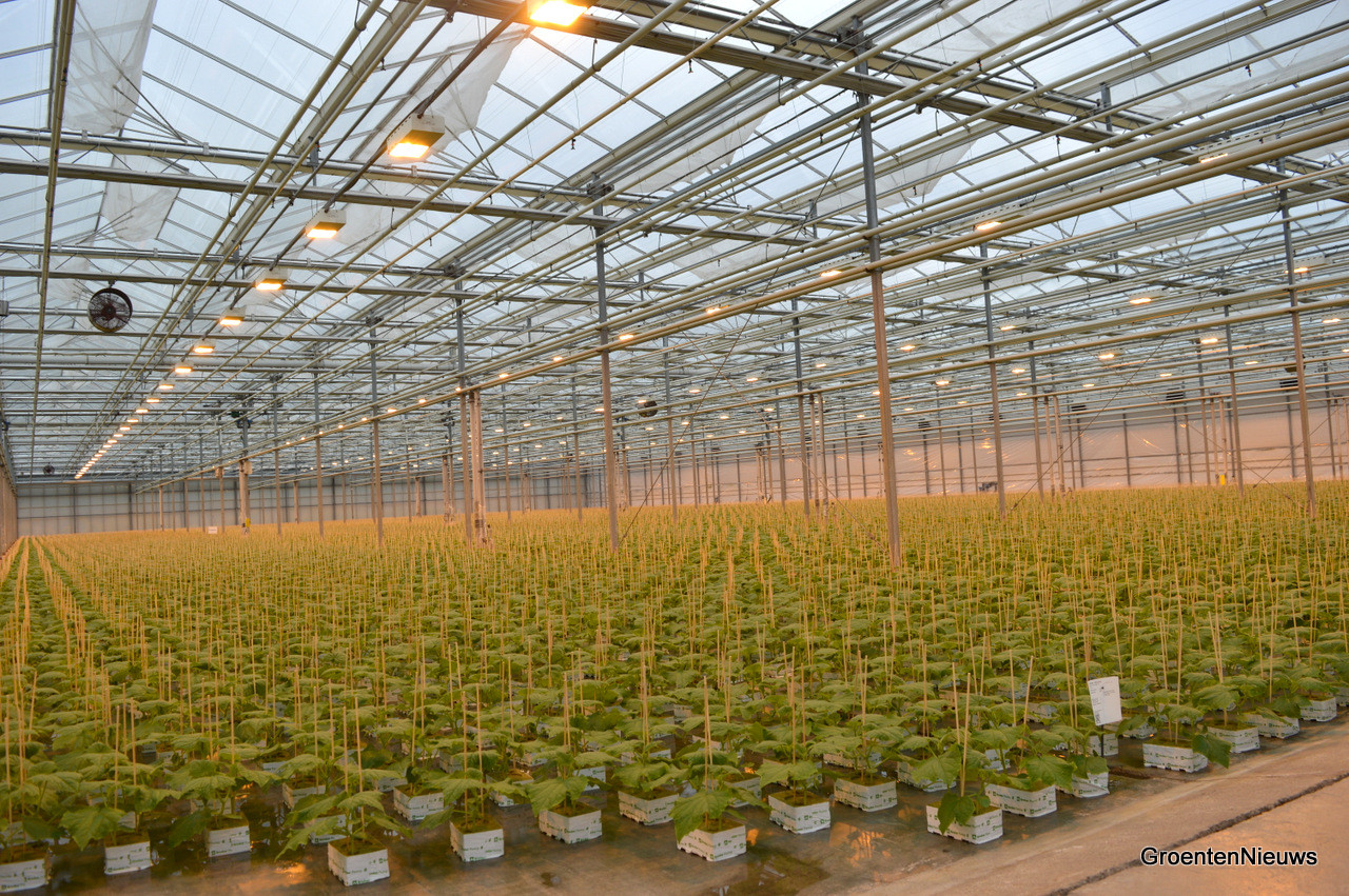 WPK installs netting in greenhouses for optimum clean cultivation