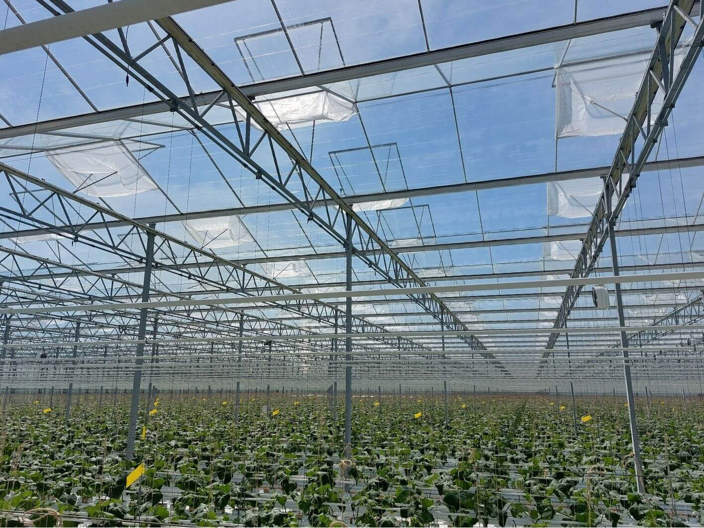 Artikel in Onder glas: ‘Insectengaas onmisbaar in komkommerteelt van de toekomst’