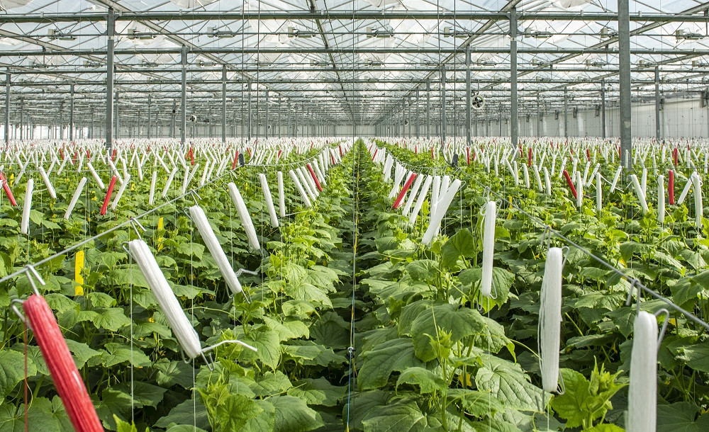 Harmonica netting versus Insect Filter System