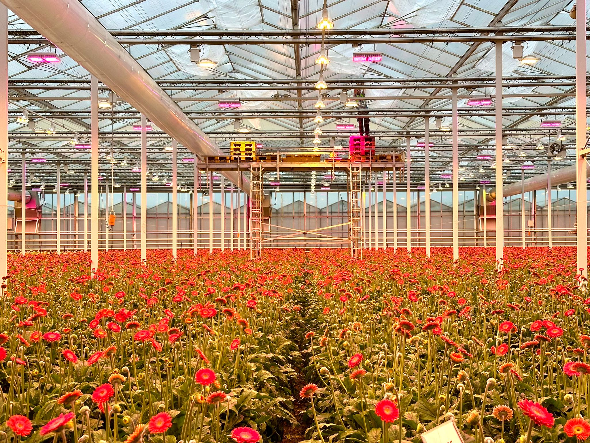 Holstein Flowers beschermt hun gerbera's met insectengaas filter